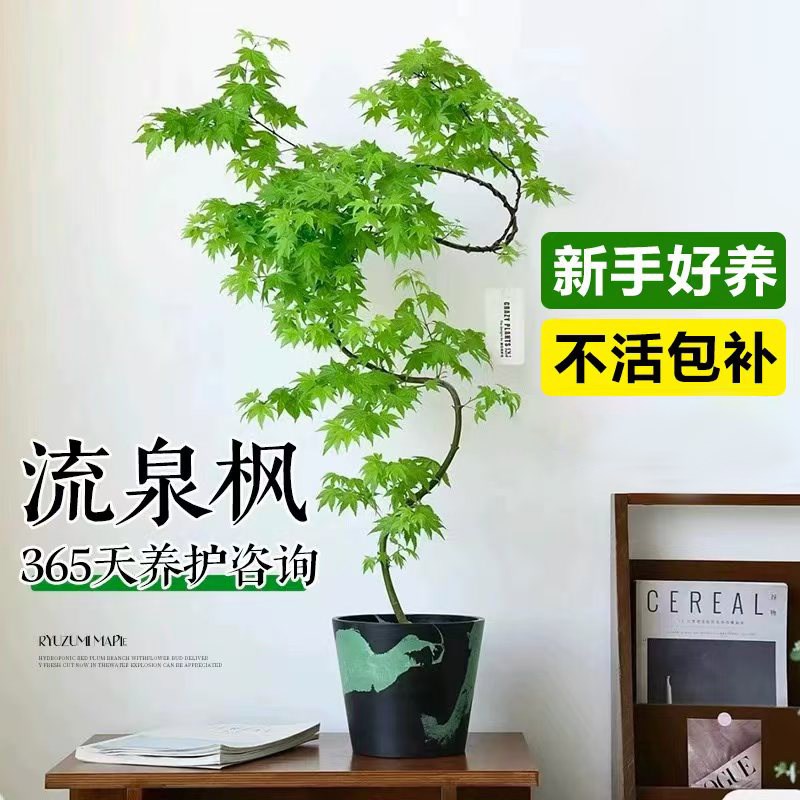 流泉枫盆栽室内植物造型枫树盆景客厅桌面摆件花卉绿植四季好养活