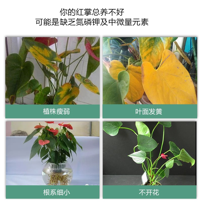 红掌专用肥料白掌一帆风顺红掌专用营养液土培盆栽粉掌火鹤花肥