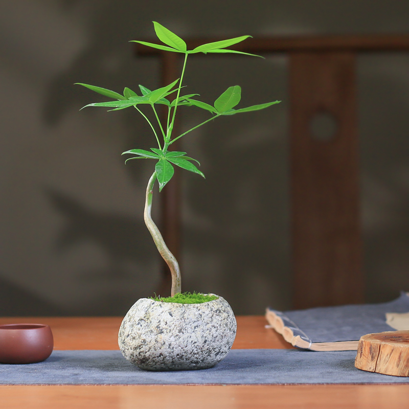 发财树石头盆栽创意迷你小造型绿植办公室桌面四季好养招财树摆件