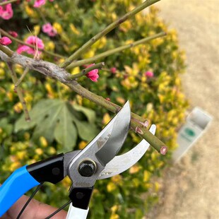 辽宁熊岳三环剪嫁接接穗修枝剪园林剪刀果树剪子花剪包邮修枝剪园