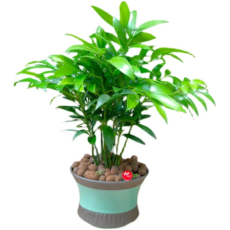书房客厅摆件竹柏盆栽树苗室内植物平安竹四季常青花草包邮
