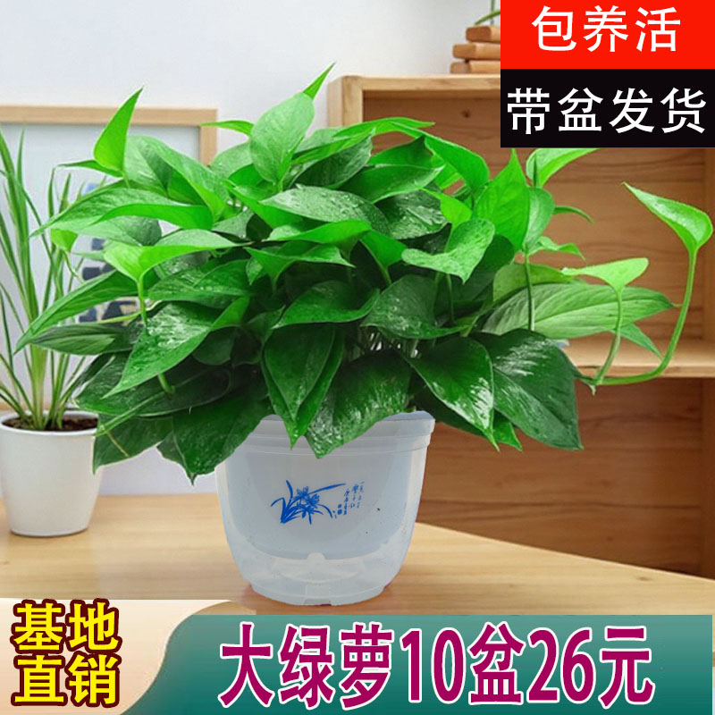 绿萝盆栽室内水培大叶客厅绿植