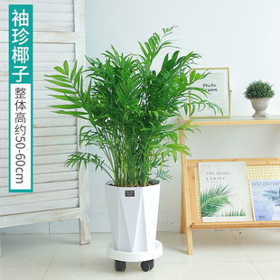 发财树兰花百合金钱树文竹散尾葵客厅绿植盆栽办公室室内吸甲醛