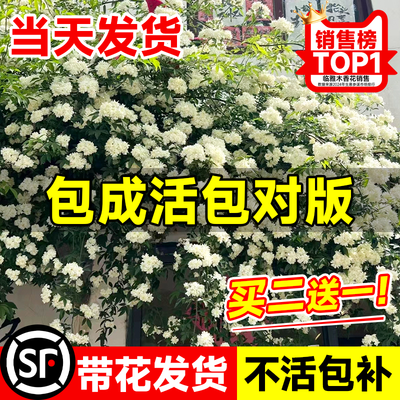 木香花大苗白木香树苗重瓣红黄木香爬藤植物阳台庭院四季开花盆栽