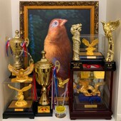 台州池兄 手工画眉鸟食饲料500g提性壮膘打鸟料斗鸟料打彩专用料