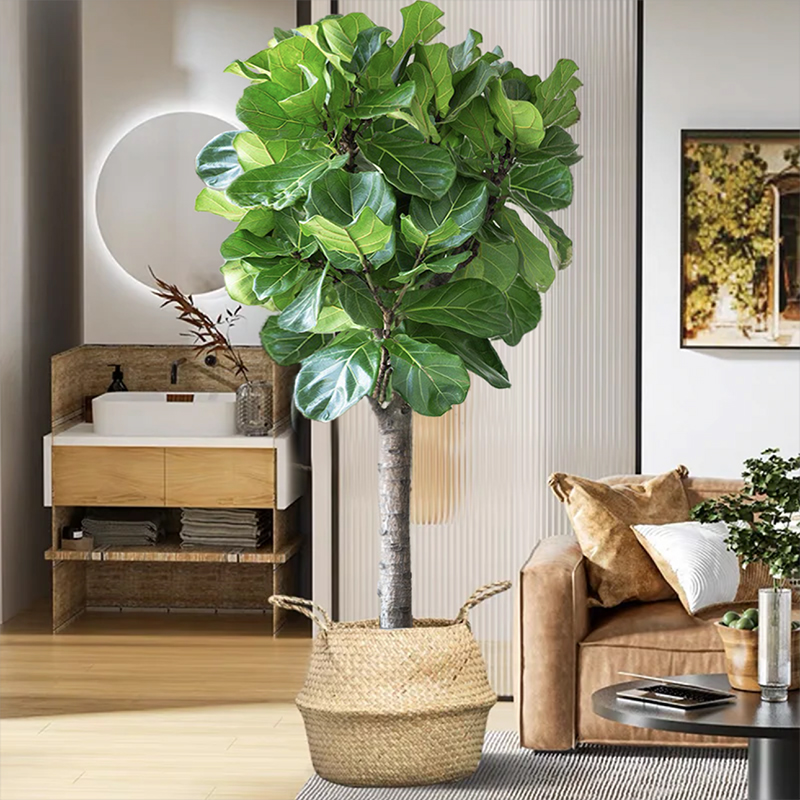 琴叶榕大叶盆栽绿植室内客厅落地大型棒棒糖易活新居入户送礼好养