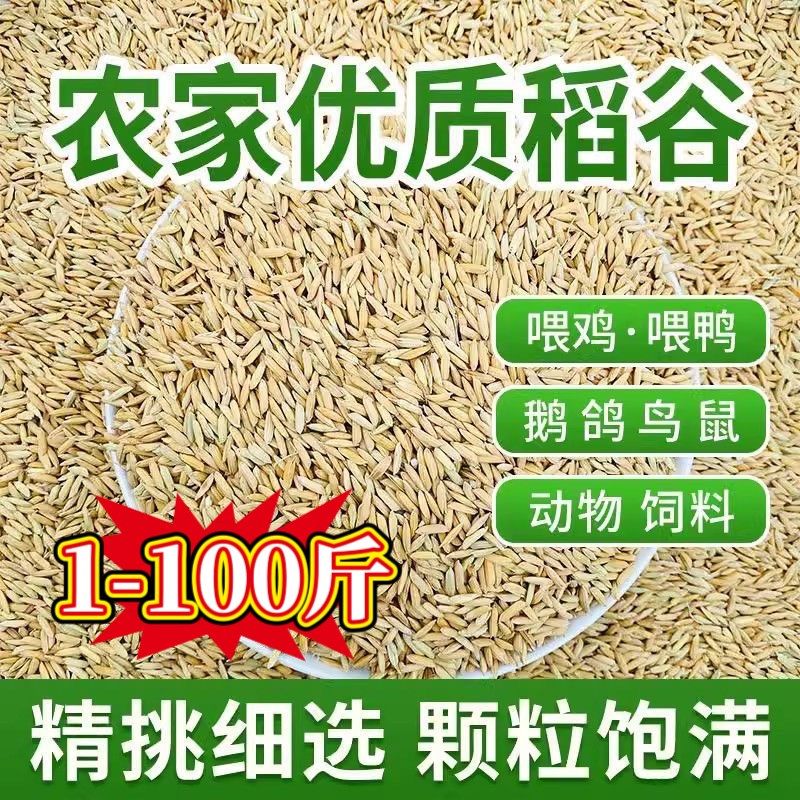新稻谷1斤2斤50斤稻子带壳谷子喂鸡稻谷鸭鹅鸽鸟仓鼠宠物饲料,畜牧/养殖物资,饲料原料,淘宝优惠券,粉丝福利购,淘宝优惠卷