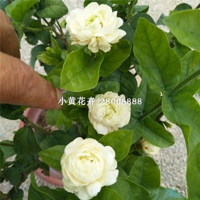 正宗圆叶宝珠茉莉 阳台庭院盆栽虎头茉莉花 重瓣芳香虎头茉莉花苗