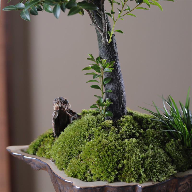 小叶紫檀盆栽植物黑骨茶盆景天空之城室内办公室桌面好养绿植树苗