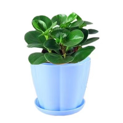 豆瓣绿青叶碧玉四季常青室内办公室盆栽水培绿萝花卉绿植吸烟鬼