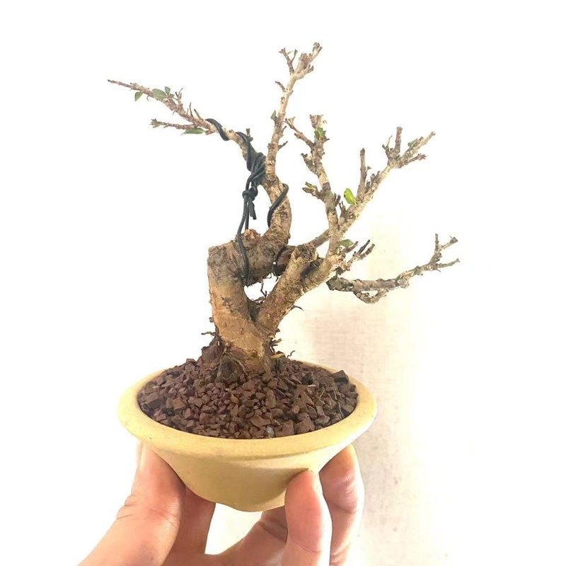 水杨梅盆景盆栽微盆景成活率高合适室内栽种可水培土培开花结果