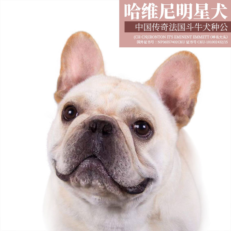 哈维尼狗粮风干鹿肉双拼20磅幼犬成犬法斗增肥烘焙无谷天然粮泰迪