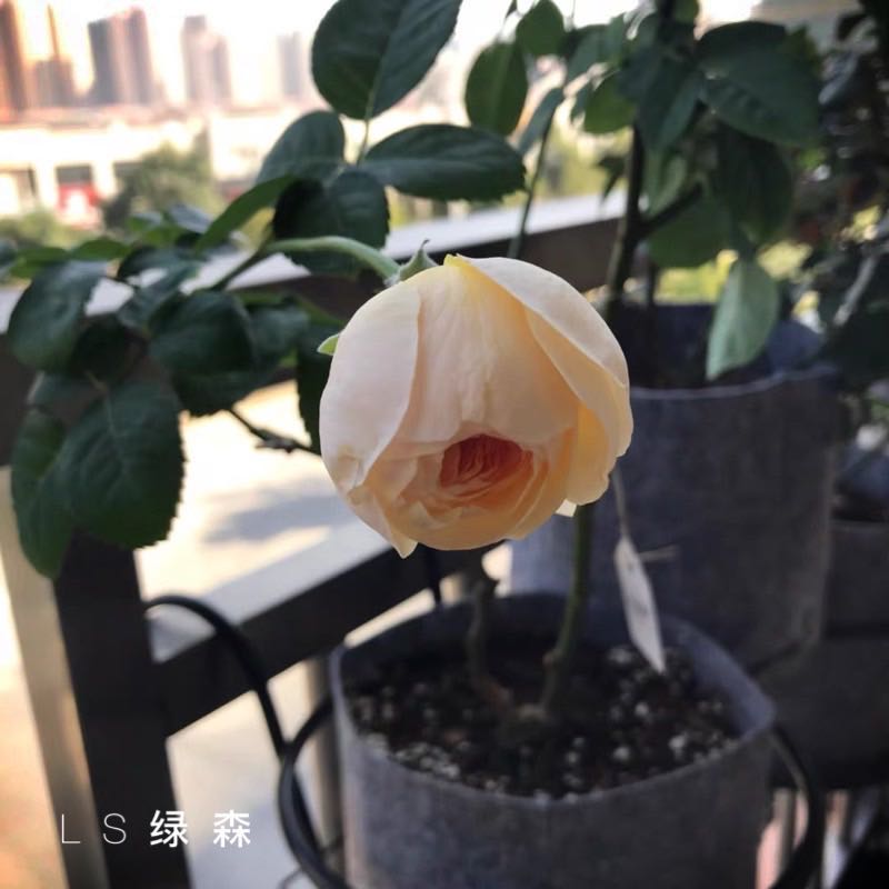 出口无纺布加厚种植袋美植袋植物袋种花种菜麻灰育苗箱营养植物袋