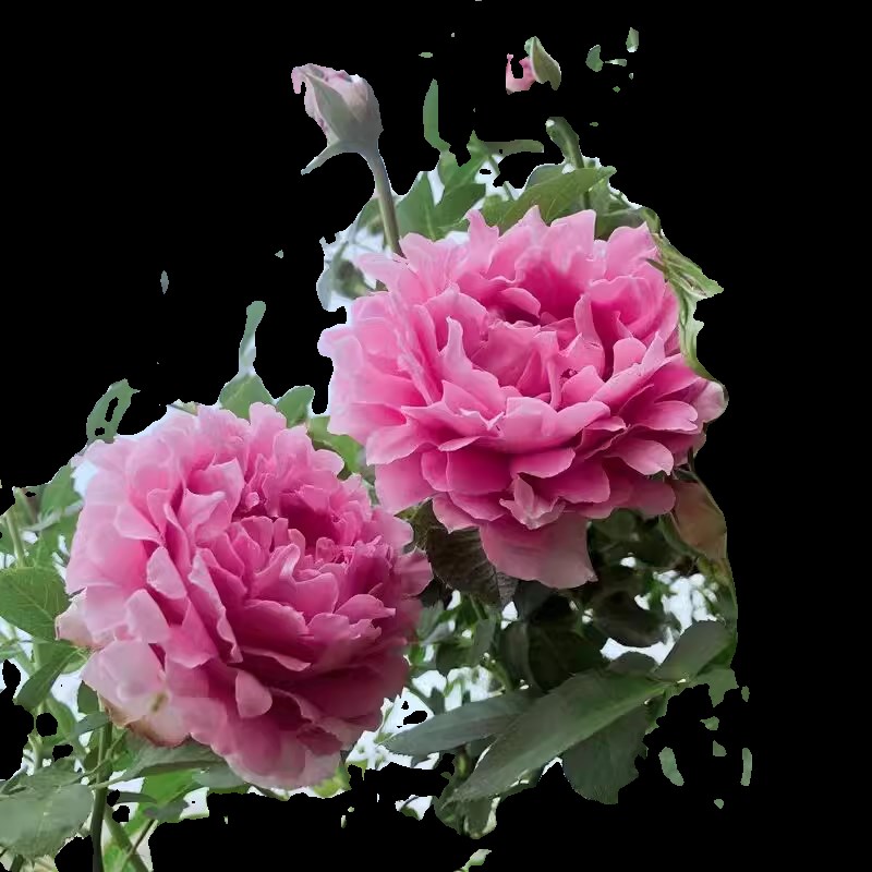 梦幻褶边月季花苗开花粉色玫瑰大花浓香大苗四季盆栽花卉爬藤小苗