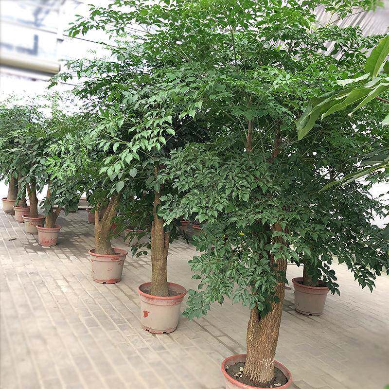 幸福树盆栽大叶幌伞枫菜豆树接骨凉伞绿宝园艺绿化花卉盆栽