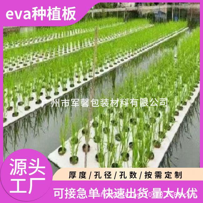 水培蔬菜种植板水上种稻浮床带孔种菜洞洞板水面泡沫浮板