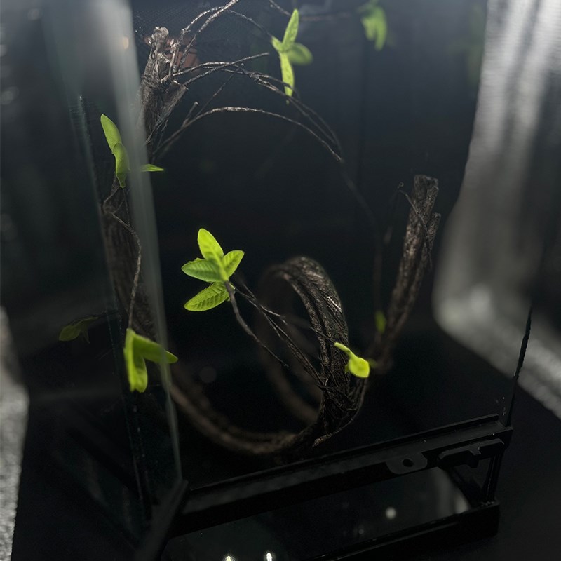 爬虫造景藤条树枝可弯曲百变造型睫角树蛙守宫雨林缸攀爬藤曼树藤