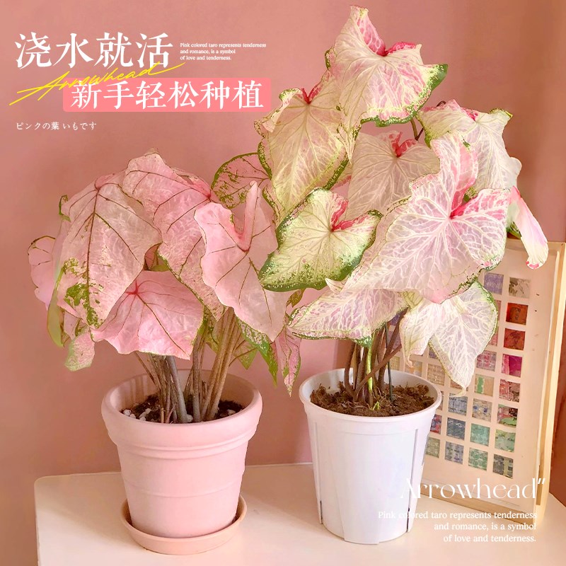 彩叶芋盆栽种球网红绿植白色恋人室内芋类植物花卉粉色阳台好养活