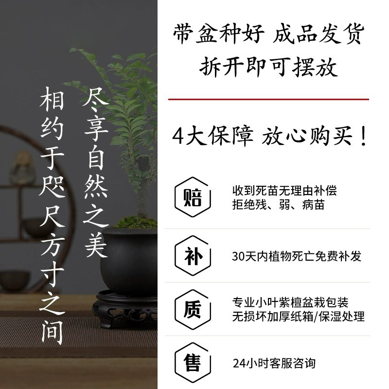 小叶紫檀盆景树苗老桩盆栽绿植物室内办公室客厅桌面好养易活花卉