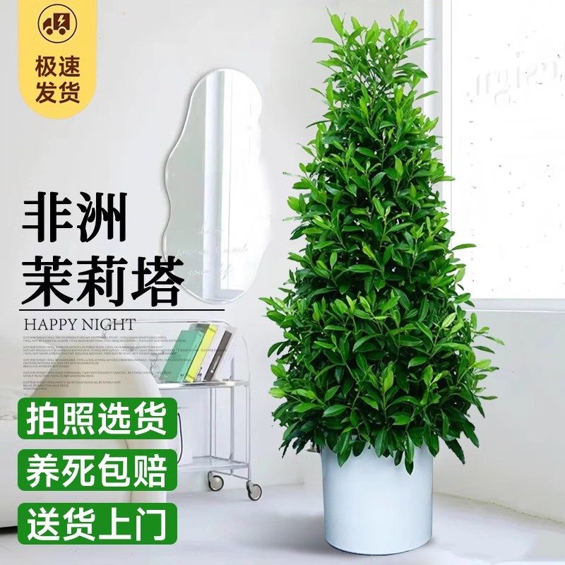 非洲茉莉盆栽树苗室内客厅落地式绿植室内大盆栽真花植物净化空气
