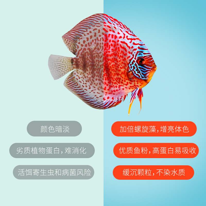 仟湖七彩神仙鱼饲料增艳增色小型鱼燕鱼热带鱼粮半沉式不浑水