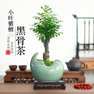 小叶紫檀盆景黑古茶盆栽室内四季 好养绿植茶几桌面盆栽禅意微盆景