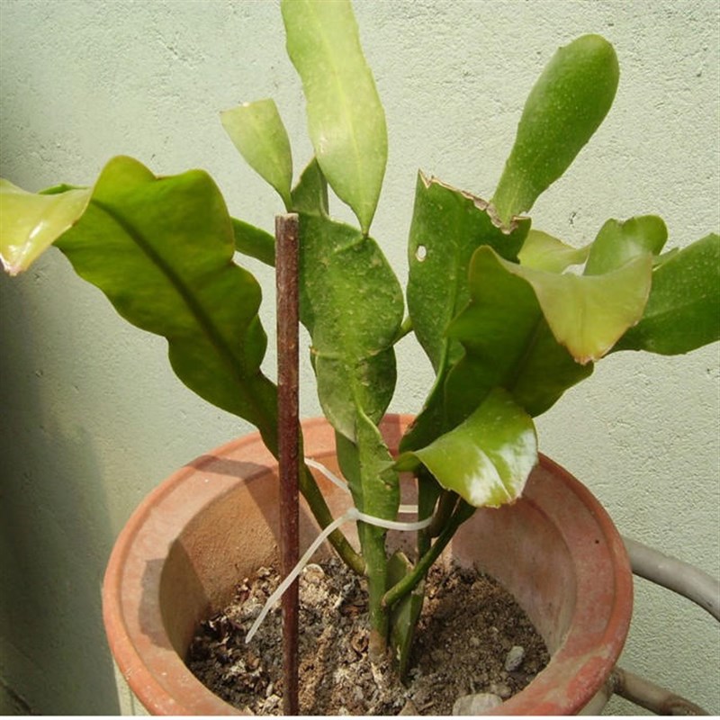 昙花苗 阳台桌面高档盆栽昙花 琼花苗 昙花盆栽 多色昙花带根发货