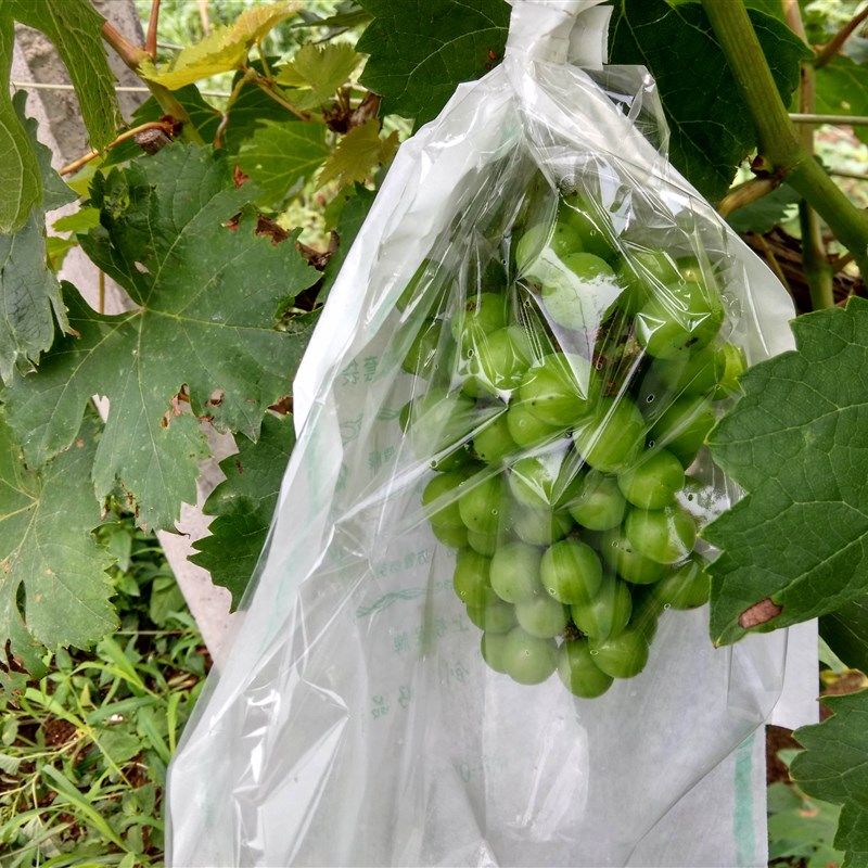 白色日光葡萄袋子半透明套袋莲雾枇杷包装纸袋水果袋防鸟雨水透气,鲜花速递/花卉仿真/绿植园艺,其它园艺用品,淘宝优惠券,粉丝福利购,淘宝优惠卷