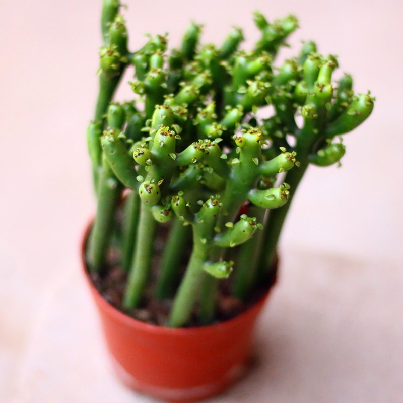 光棍树多肉植物室内客厅四季常青绿植办公室桌面创意珊瑚树盆景