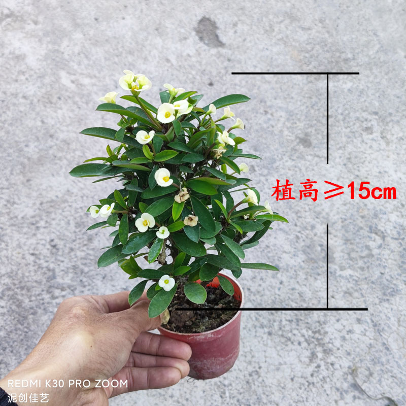 乳白色小叶小花虎刺梅盆栽四季开花铁海棠耐晒耐旱阳台懒人花卉