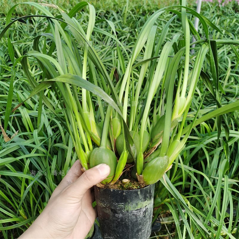 浓香兰花苗咖啡兰奶香味室内外客厅阳台好养易活绿植花卉美观趣味