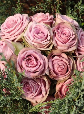 绿园美植  42号公路 切花月季灰紫色玫瑰耐开直立庭院阳台盆栽