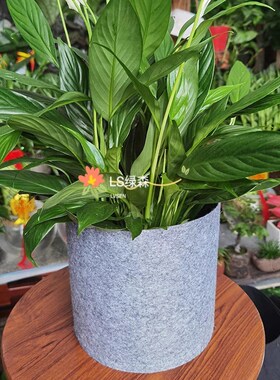 灰色美种植袋无纺布加厚出口特大楼顶种菜家庭阳台花箱控根育苗盆