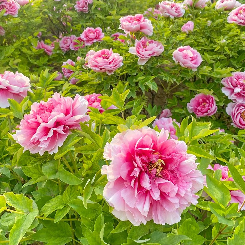 牡丹花苗盆栽正宗洛阳牡丹花种大苗带花苞耐寒重瓣花卉牡丹花树苗