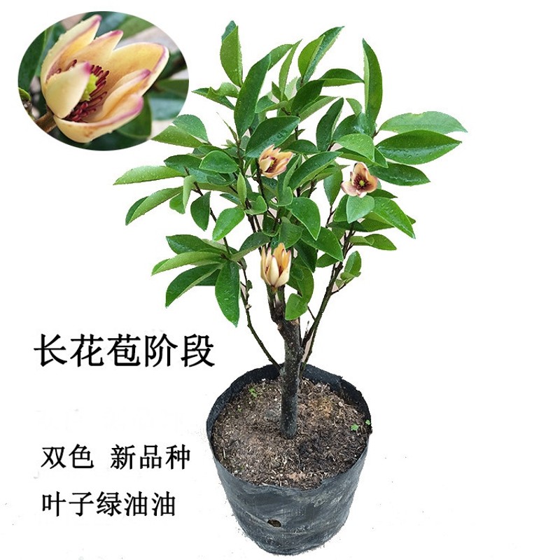 含笑花苗盆栽室内浓香型四季花卉植物庭院阳台当年开花四季青耐寒