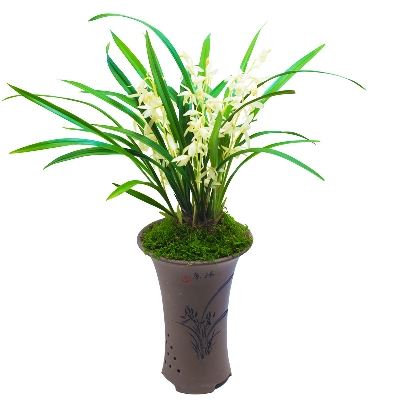 兰草建兰青山玉泉兰花盆栽名贵植物国兰兰花苗带花苞大众国兰清山