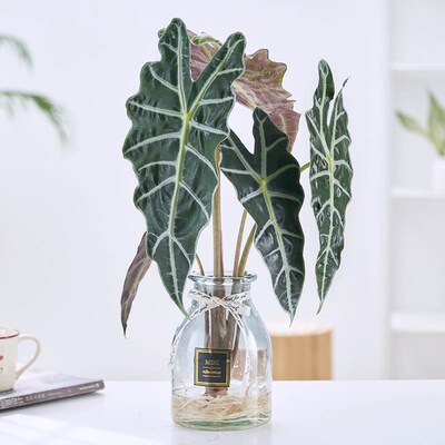 大仙女海芋水培植物室内绿植花卉客厅办公室桌面净化空气观叶盆栽