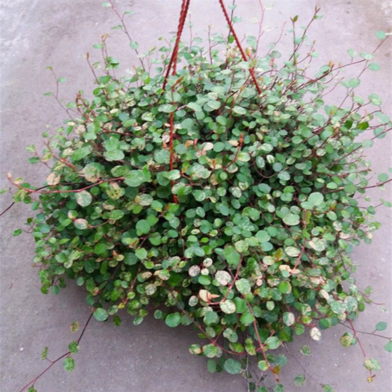 千叶兰 婚纱吊兰 观叶美观客厅绿植盆栽室内阳台垂吊植物带土发货