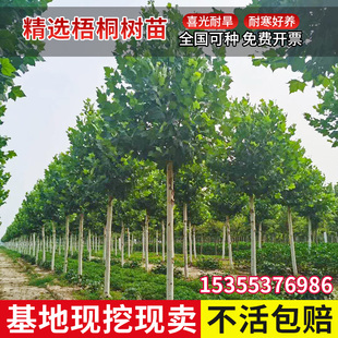 法国梧桐树悬铃木树苗大树庭院风景行道园林绿化苗木中国青桐法桐