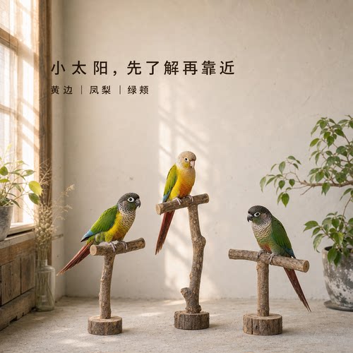 小鹦往前冲小太阳鹦鹉家庭陪伴鸟