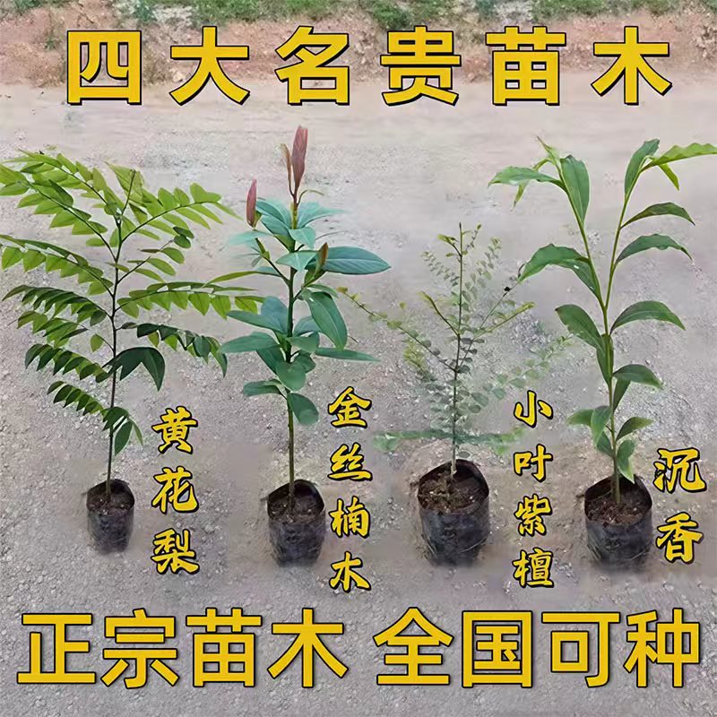 正宗名贵四大苗木金丝楠木树苗沉香树苗台湾小叶紫檀海南黄花梨苗图片