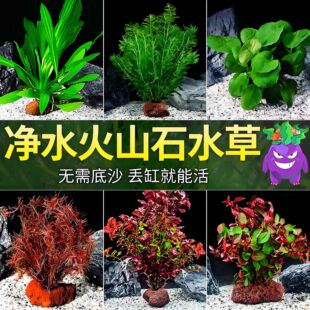 水草植物专用鱼缸造景摆件水培植物蜈蚣增氧火山石全套小鱼缸
