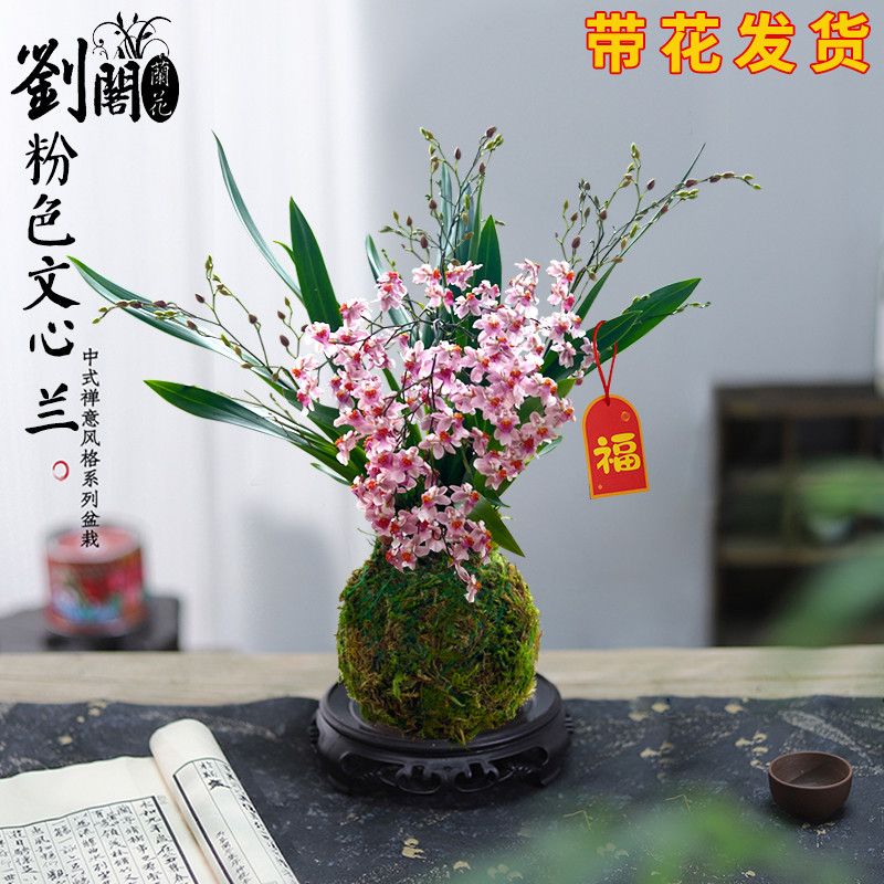 香水文心兰花苗现带花苞梦香浓香年宵花卉苔藓球懒人盆栽水培