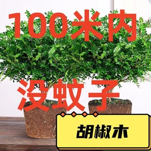 不需要阳光的植物清香木喜阴花卉除甲醛去异味驱蚊虫室内易养活