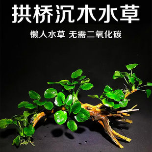 鱼缸造景莫斯沉木天然真水草慕斯草阴性水榕木头生态养鱼莫斯树