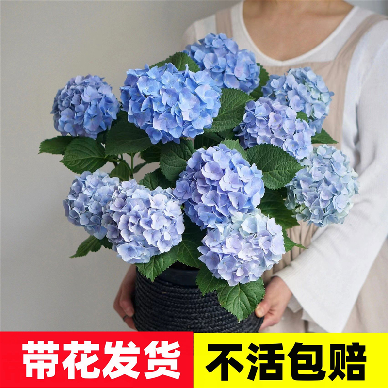 带花绣球花大苗尽夏老桩四季开花盆栽花手鞠庭院花卉耐寒植物