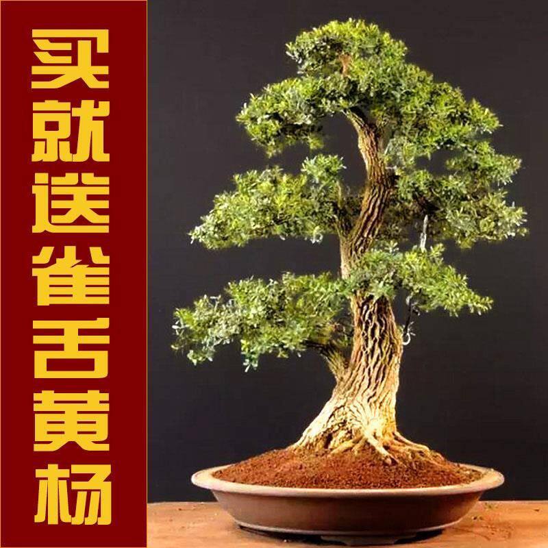 臻黄杨盆景小叶皱皮雀舌苗盆z栽米叶珍珠正宗黄杨老树桩盆景素