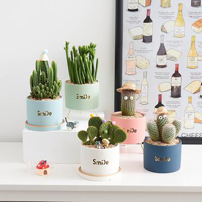 精致小花盆陶瓷家用仙人掌仙人球专用盆托盘小号2024新款多肉