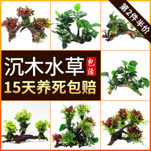 懒人水草活体鱼缸造景水榕沉木小水榕水草活体小巴榕丹麦榕金