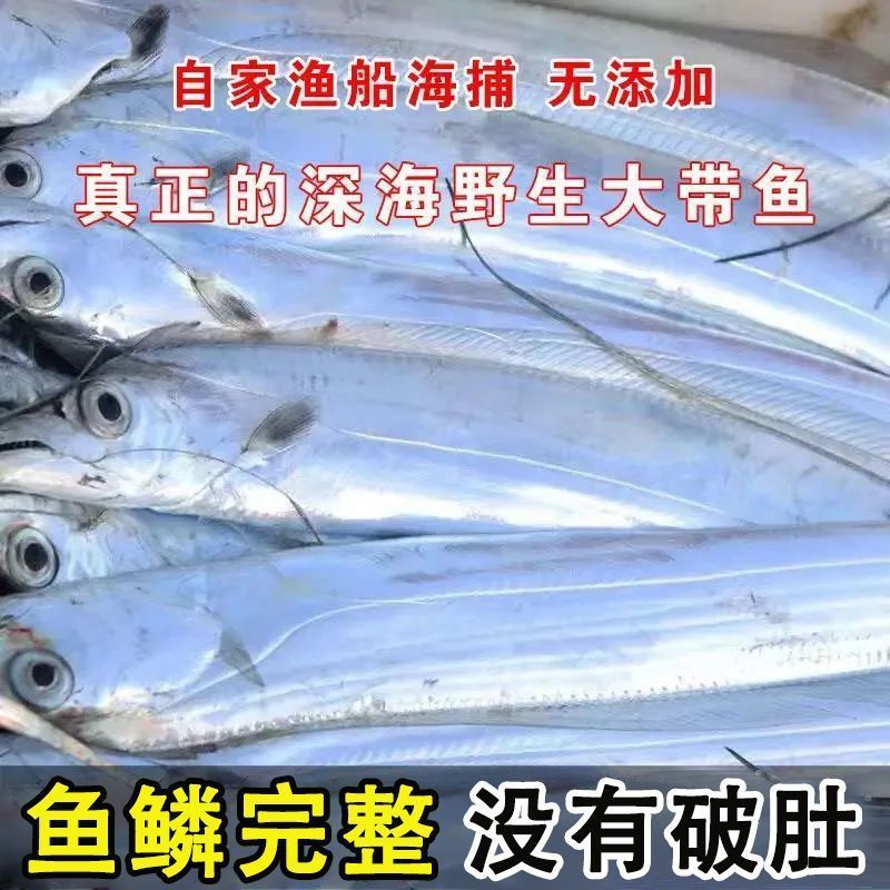 鲜活东海小眼带鱼整条刀鱼净重无冰正宗野生
